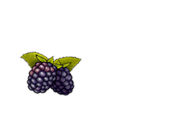 Blackberry Hills Bakery
